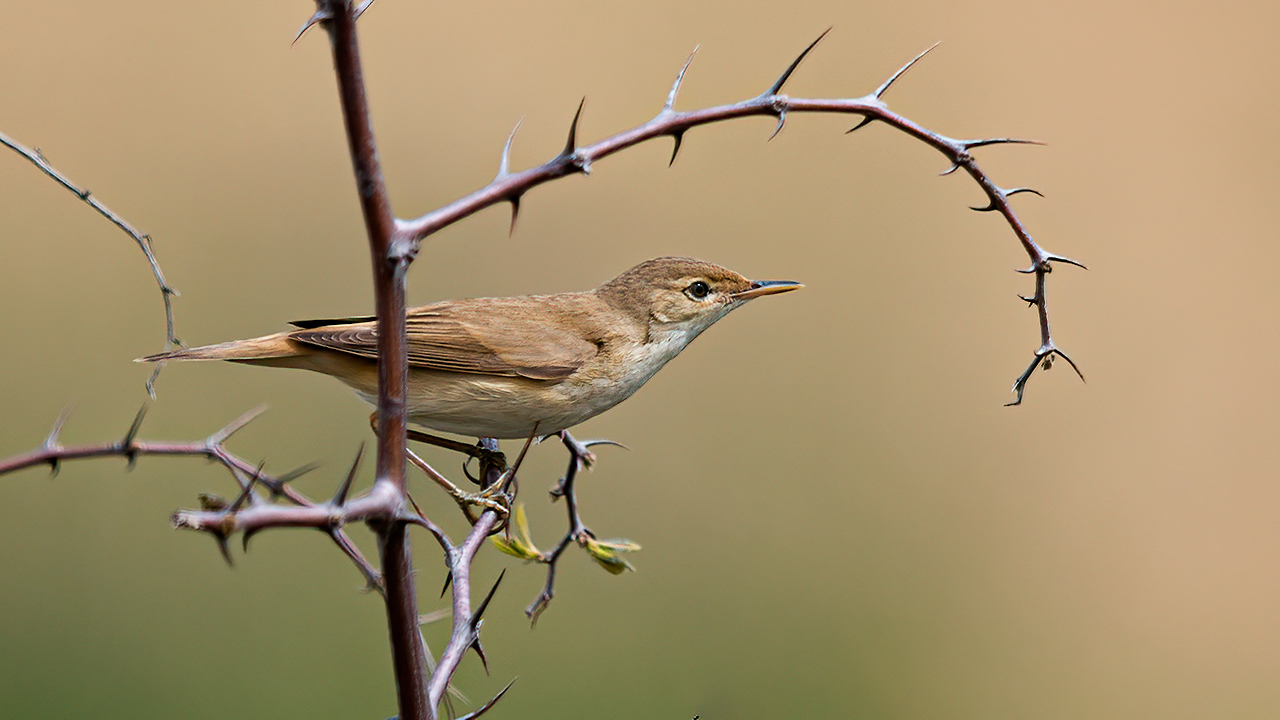 Eurasian Reed Warbler
